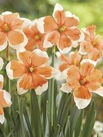 Narcissus Electrus