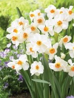 Narcissus Geranium