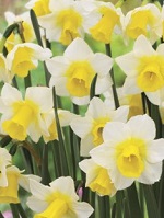 Narcissus Golden Echo
