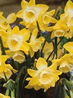 Narcissus Hillstar