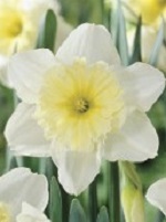 Narcissus Ice Follies
