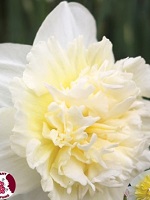 Narcissus Ice King
