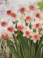 Narcissus Iwona