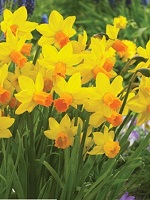 Narcissus Jetfire