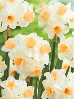 Narcissus Kapiti Peach