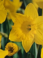 Narcissus King Alfred