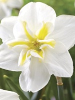 Narcissus Lemon Beauty