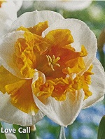 Narcissus Love Call