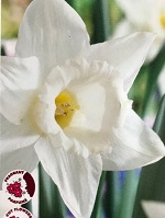 Narcissus Mount Hood