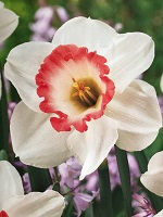 Narcissus Pink Charm