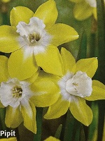 Narcissus Pipit
