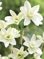 Narcissus Polar Hunter