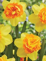 Narcissus Sizzling Fire