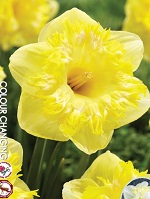 Narcissus Snowtip