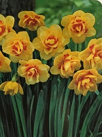 Narcissus Tahiti