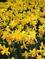 Narcissus Tete a Tete