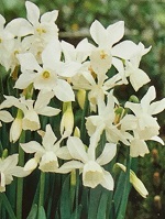 Narcissus Thalia