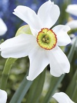 Narcissus Poeticus Recurves