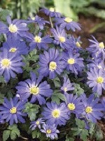 Anemone Blanda Blue Star