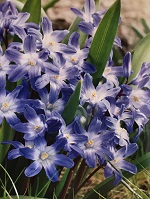 Chionadoxa Forbesii