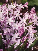 Chionadoxa Pink Giant