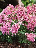 Corydalis Beth Evan