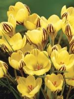 Crocus Snow Early Gold