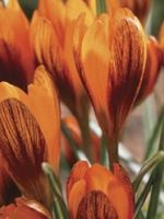 Crocus Snow Orange Monarch