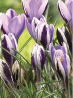 Crocus Snow Spring Beauty