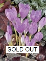 Fall Crocus Colchicum the Giant