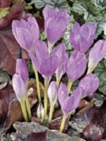 Crocus Fall Colchicum The Giant