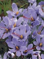 Crocus Fall Sativus-Saffron