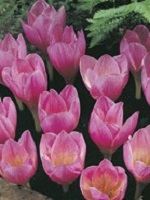 Crocus Fall Zonatus