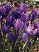 Crocus Purple