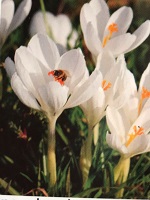 Crocus Snowstorm