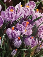 Crocus Striped Beauty