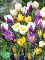 Crocus Snow Mix