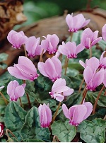 Cyclamen Hederifolium