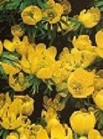 Eranthis Aconite Cilicica
