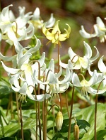 Erythronium White Beauty