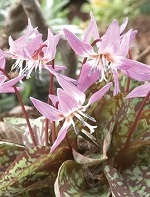 Erythronium Dens-Canis