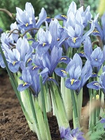 Iris reticulata Alida