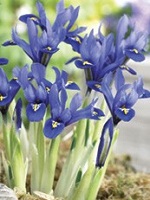 Iris Reticulata Harmony