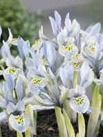 Iris Reticulata Katharine Hodgkin