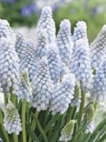 Muscari Babies Breath
