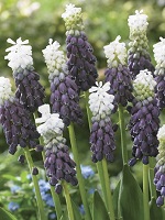 Muscari Grape Ice