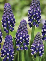Muscari Night Eyes