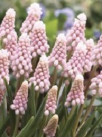 Muscari Pink Sunrise