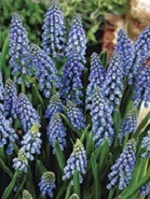 Muscari Armeniacum