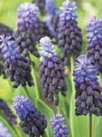 Muscari Latifolium